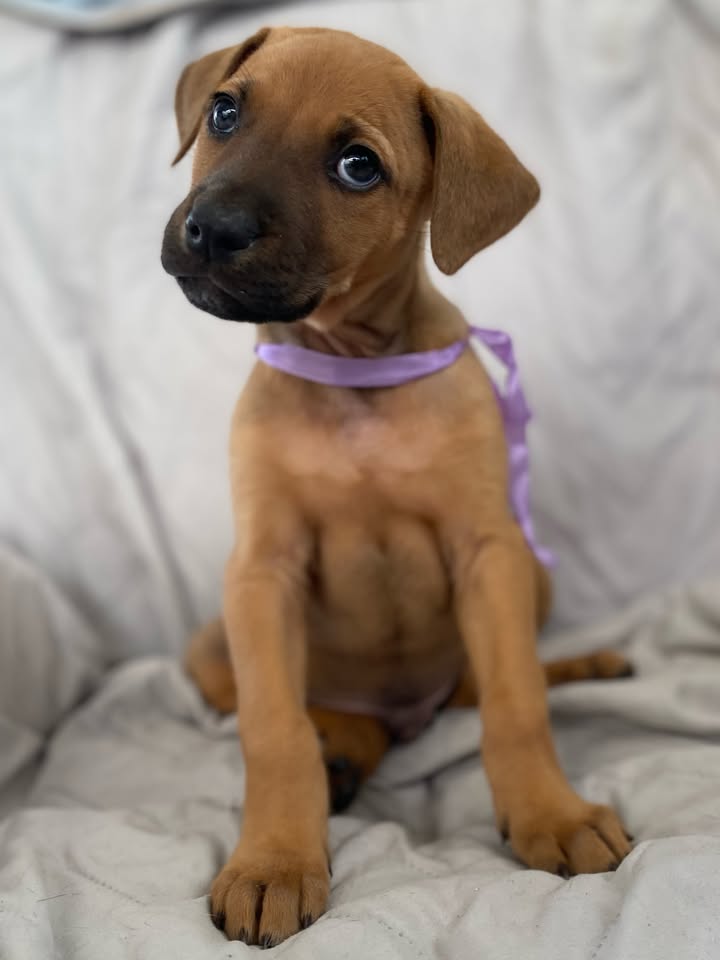 Adorable perro para adoptar en Bogotá 