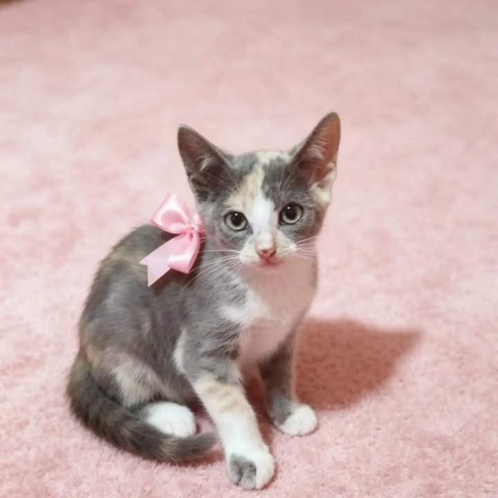 Gatos en Adopción en Pereira, Risaralda 