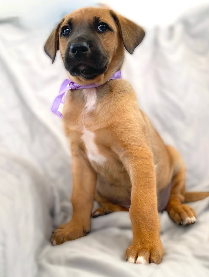 Botoncito de la montaña cachorro en adopción 