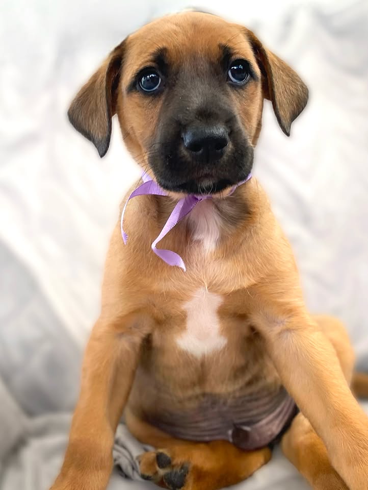 Botoncito de la montaña cachorro en adopción 