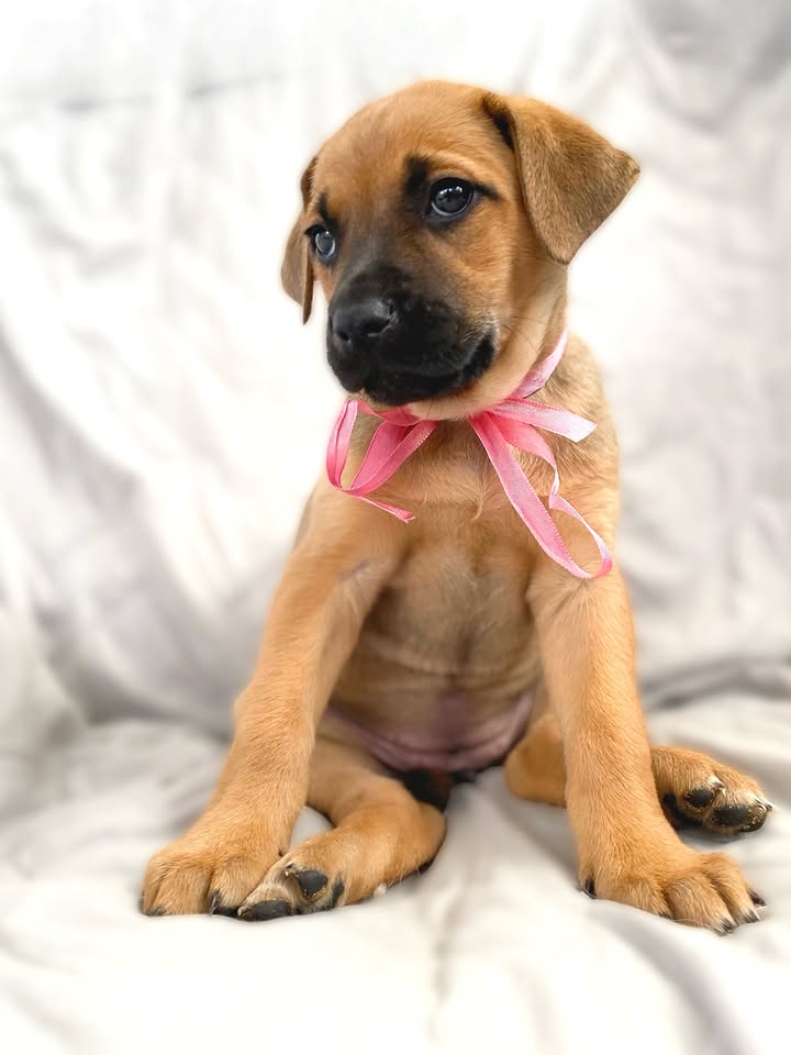 Adopta a Florecita, cachorrita dulce y tierna en Bogotá 