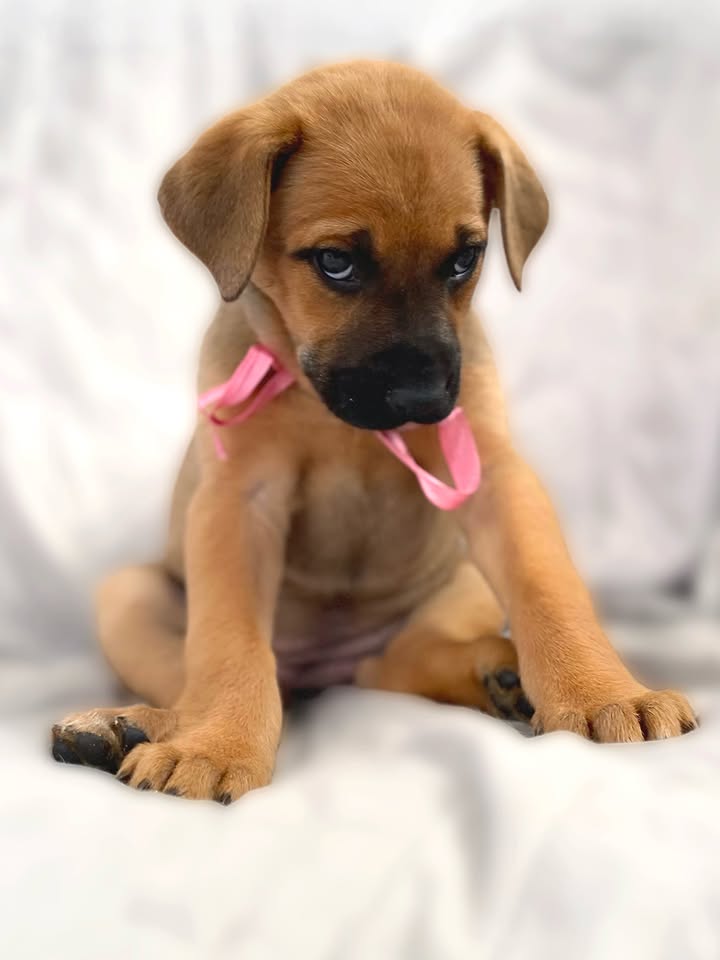 Adopta a Florecita, cachorrita dulce y tierna en Bogotá 