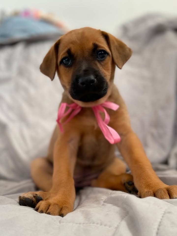 Cachorra en adopción responsable en Bogotá 