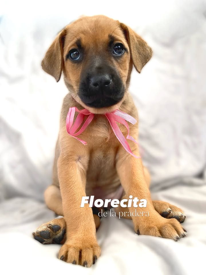 Adopta a Florecita, cachorrita dulce y tierna en Bogotá 