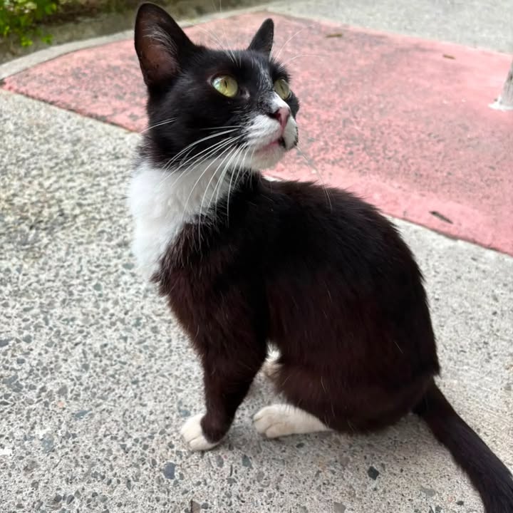 Gatita en adopción busca hogar en Pereira 