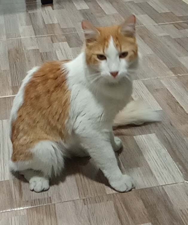 Gato encontrado en el barrio Portobelo, La Virginia 
