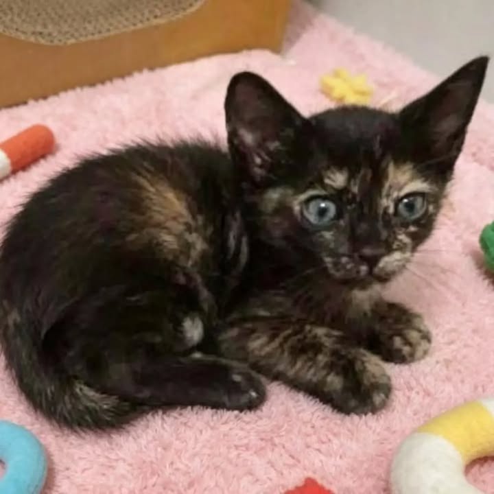 Gatitas en adopción en Pereira 