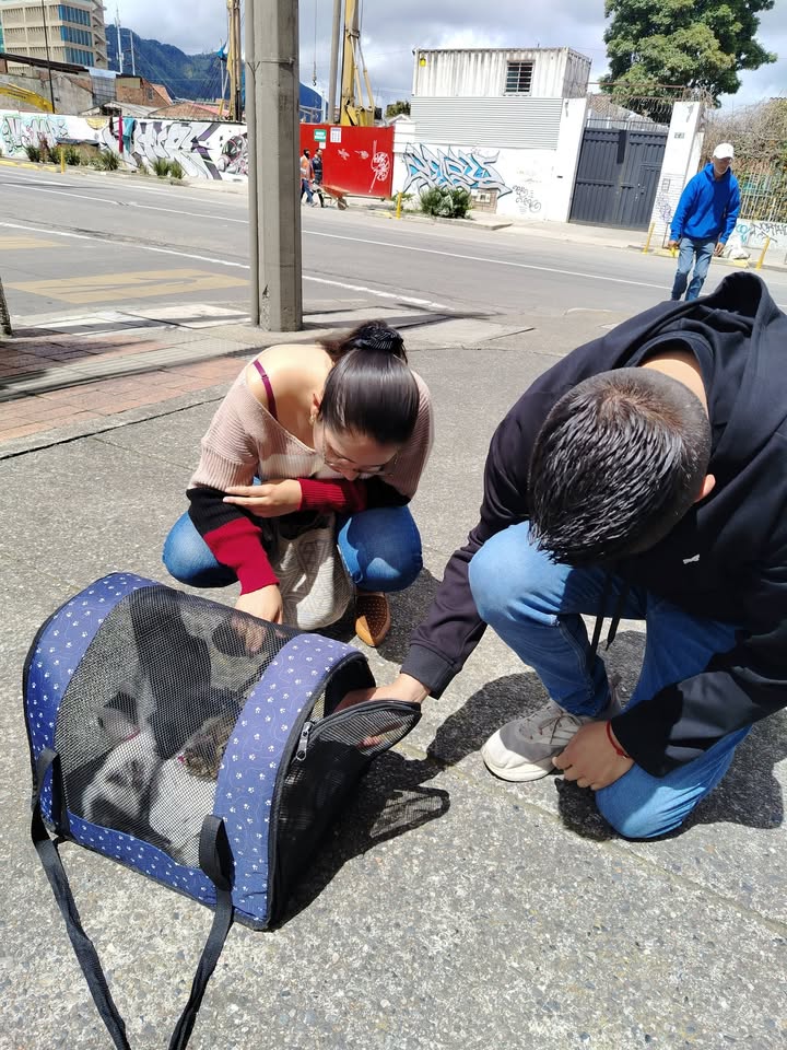 Proceso de Adopción Gatitos Felices en Bogotá 