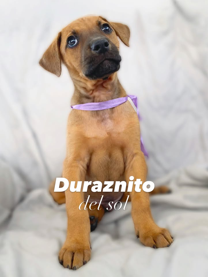 Cachorro juguetón y tierno en adopción en Bogotá 