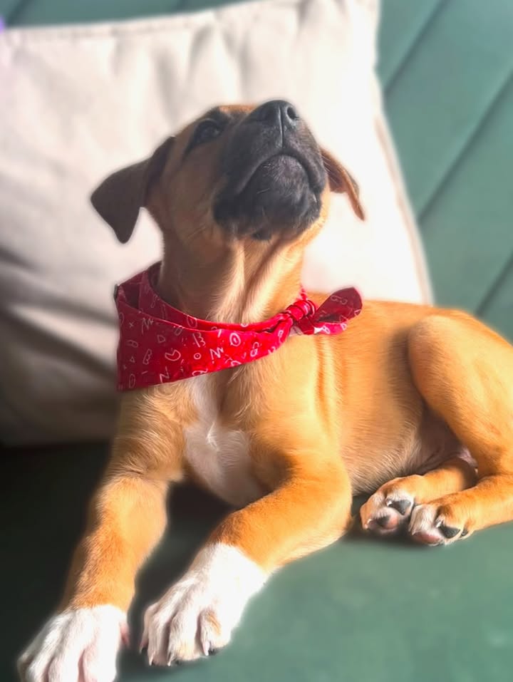 Adopta a Tomatito, un tierno cachorro listo para encontrar su hogar 