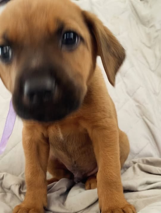 Adopción de cachorro "Arbolito dormilón" en Bogotá 