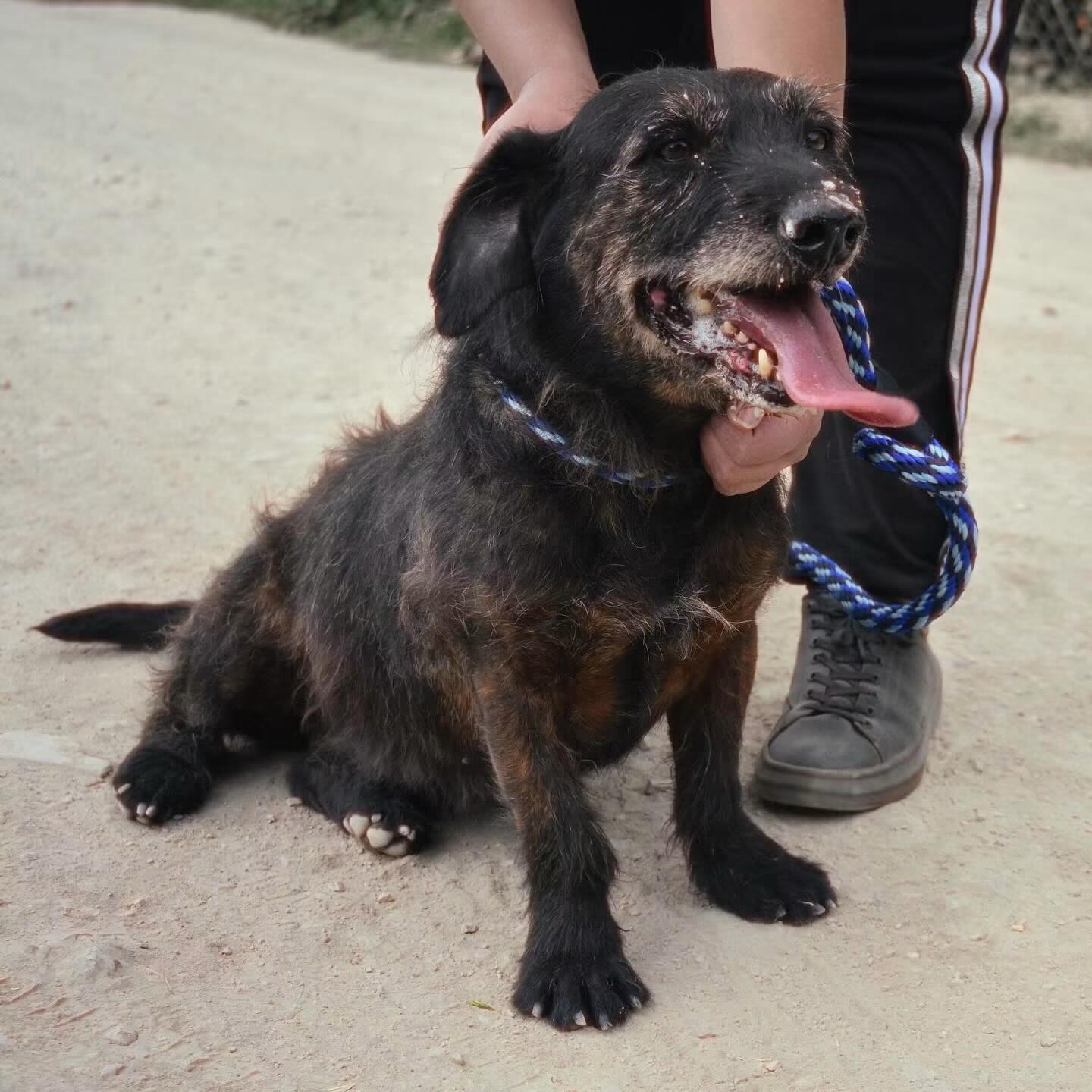 Charlie busca hogar - Perro de 10 años en Bogotá 