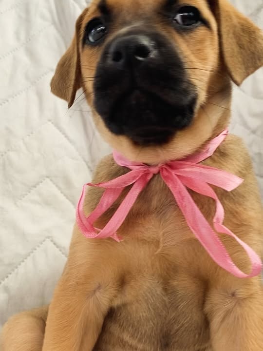 Adopta a Florecita, cachorrita dulce y tierna en Bogotá 