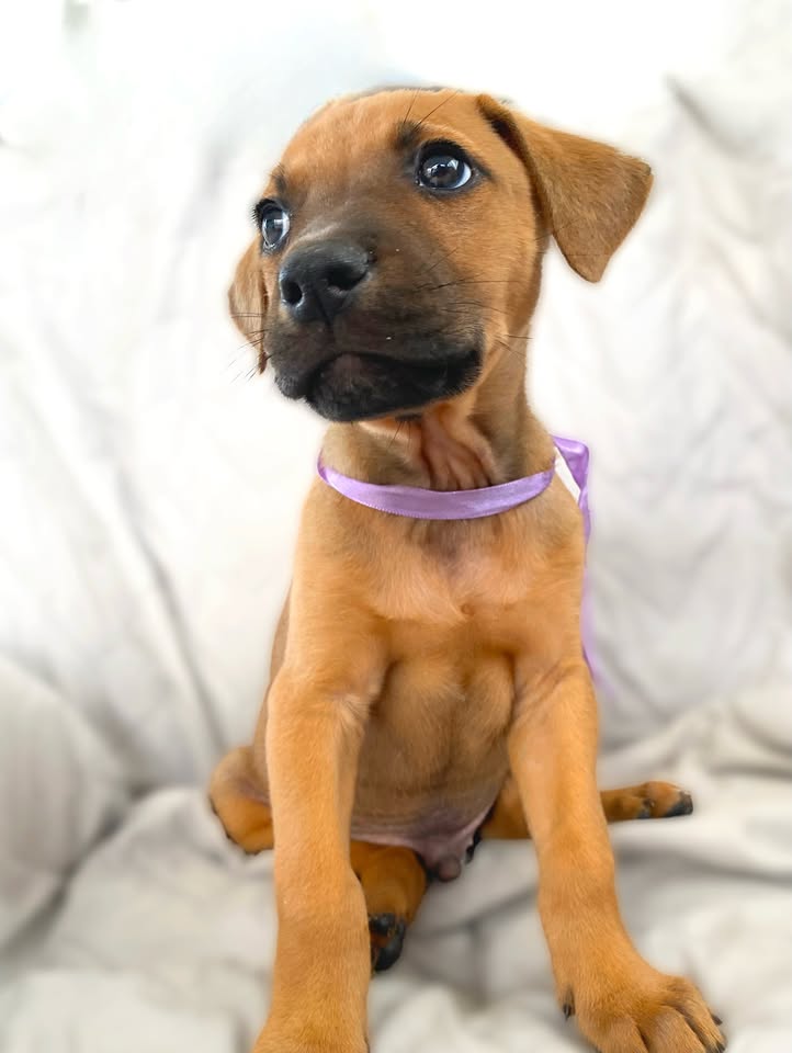 Cachorro juguetón y tierno en adopción en Bogotá 