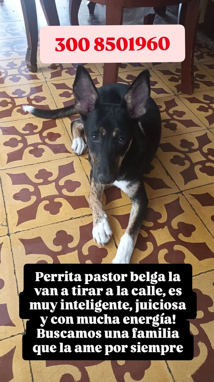 Perro pastor belga en adopción en Medellín, Antioquia 
