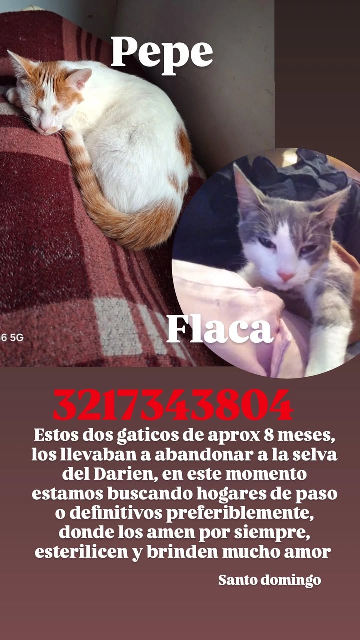 Gatos en adopción en Medellin 
