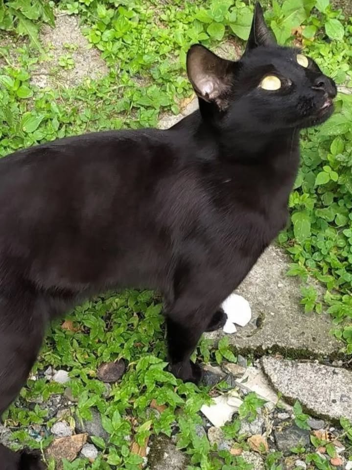 Adopción de tres gatitos en Pereira, Risaralda 