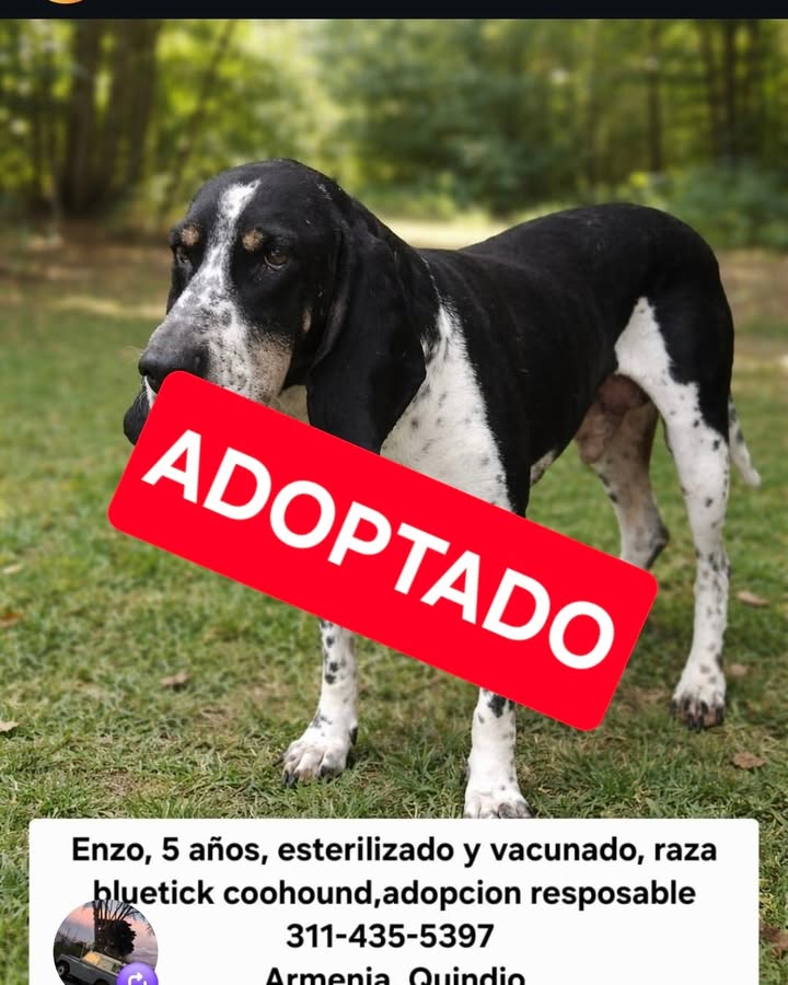 Enzo, perro adoptado en Armenia, Quindío 