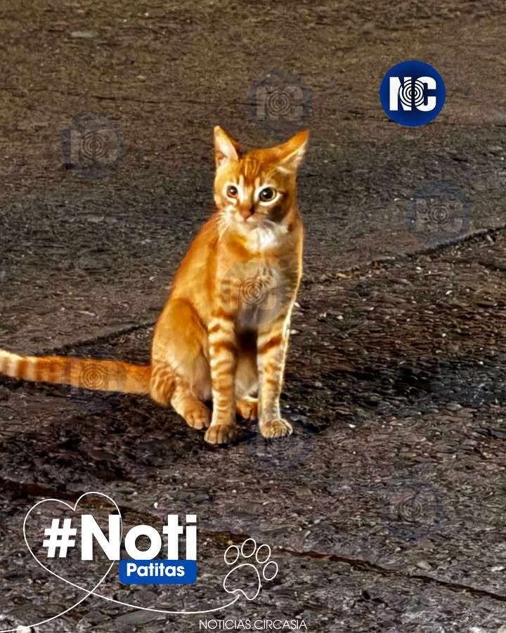 Gato Anaranjado Perdido en Circasia, Quindío 