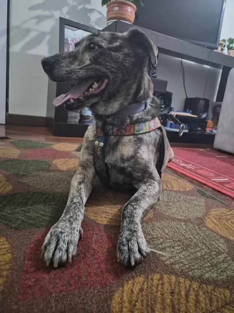 Perrito encontrado en Parque Nacional, Bogotá 
