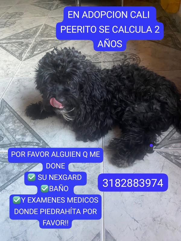 Perro negro en adopción 