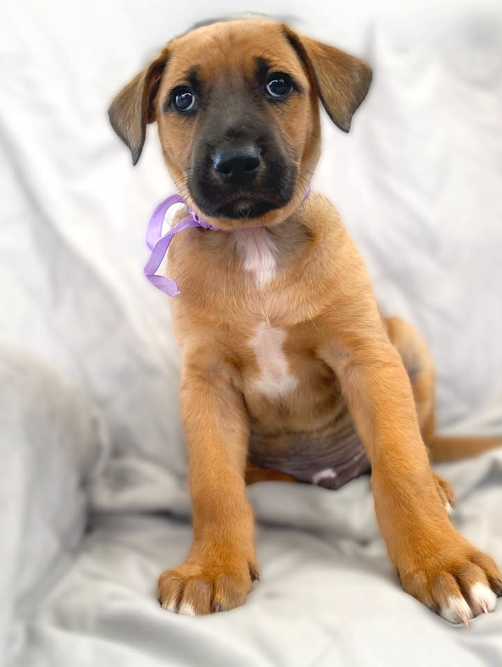 Botoncito de la montaña cachorro en adopción 