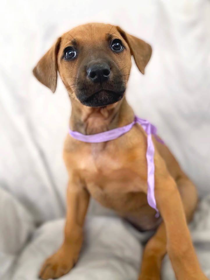 Cachorro juguetón y tierno en adopción en Bogotá 