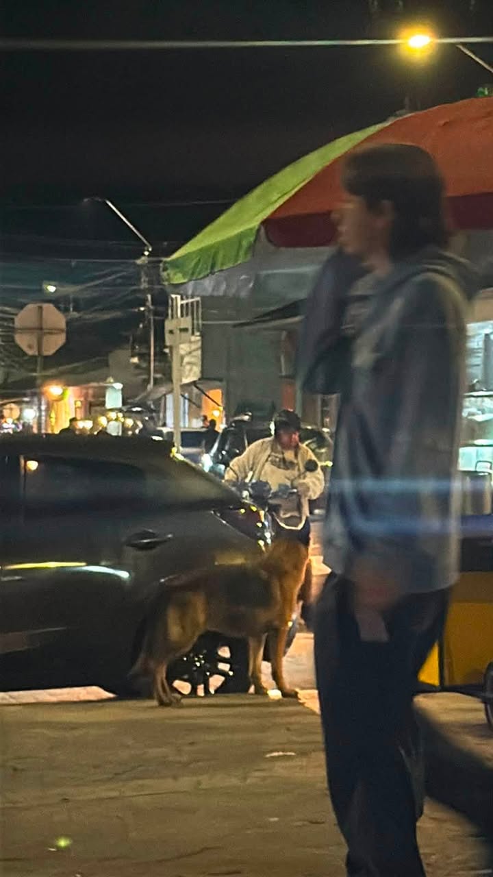 Perro deambulando por el parque principal de Acacías 