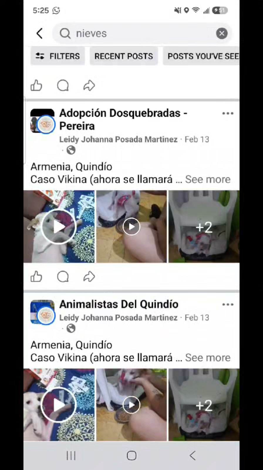 Adopción Nieves perro abandonado con problemas de piel en Quindío, Colombia 