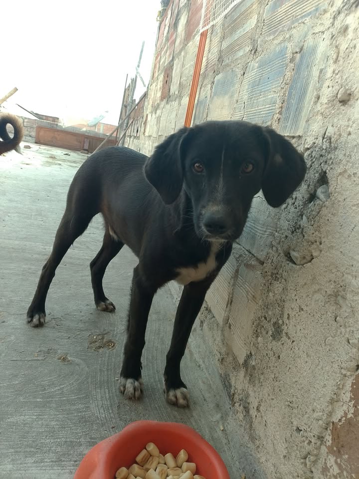 Perro mestizo en adopción responsable en Tuluá 