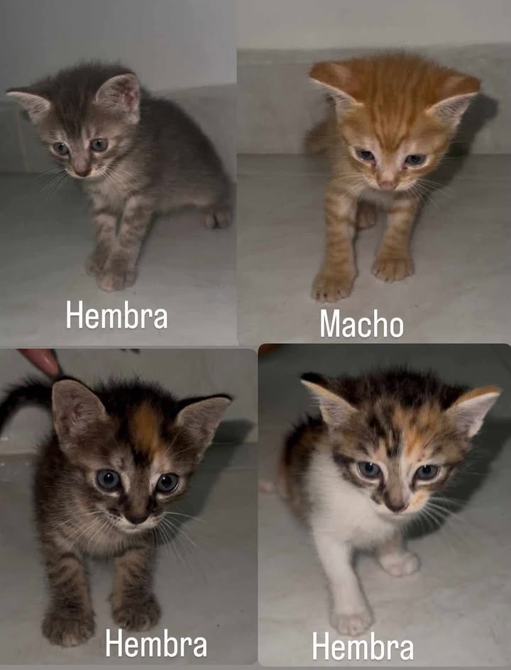 Adopta Gatitos en Tuluá, Valle 