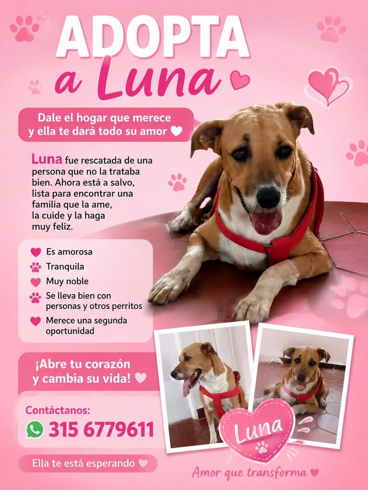 Adopta a Luna, una perra rescatada y cariñosa 