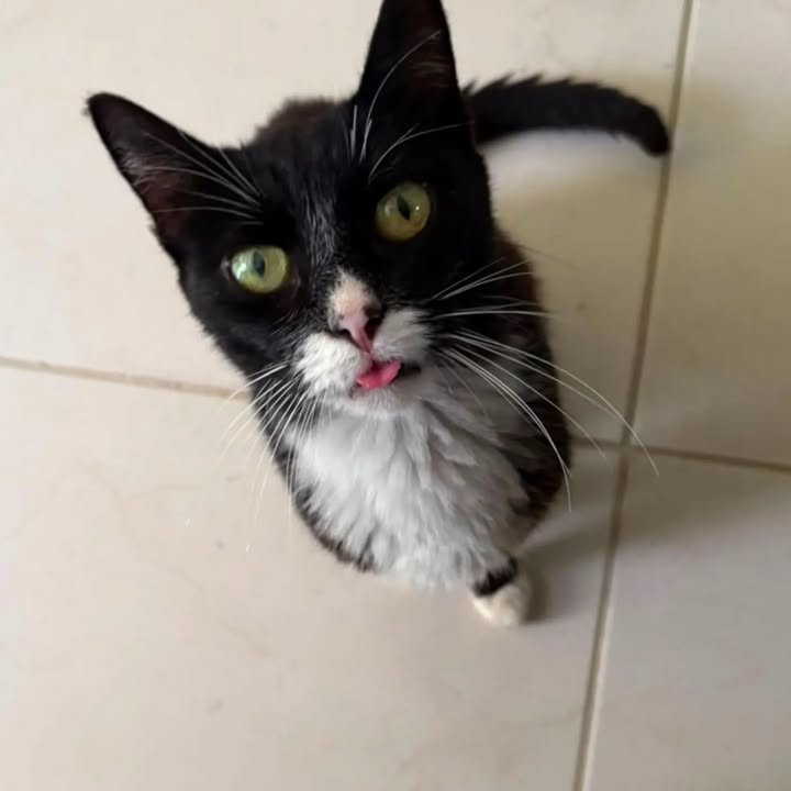 Gatita en adopción busca hogar en Pereira 