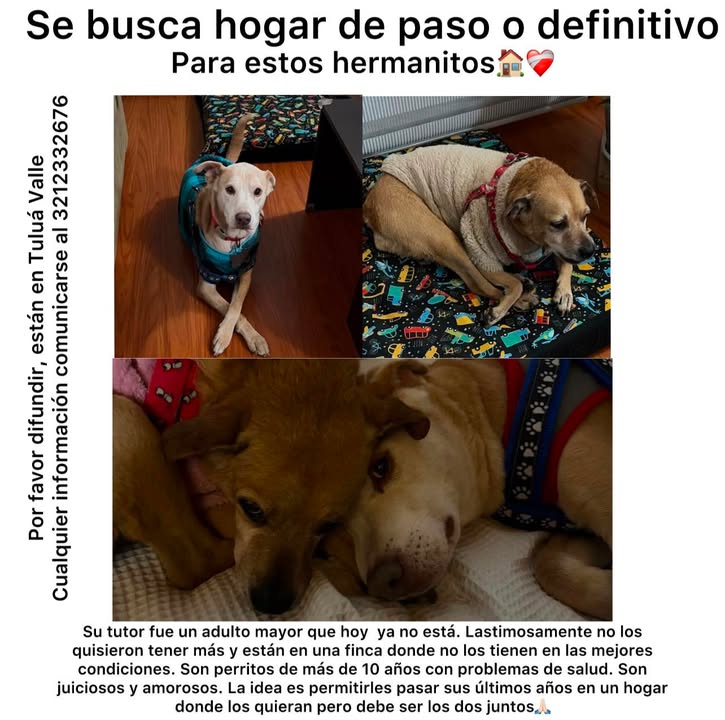 Adopción conjunta: dos perritos adultos mayores buscan hogar amoroso en Tuluá 