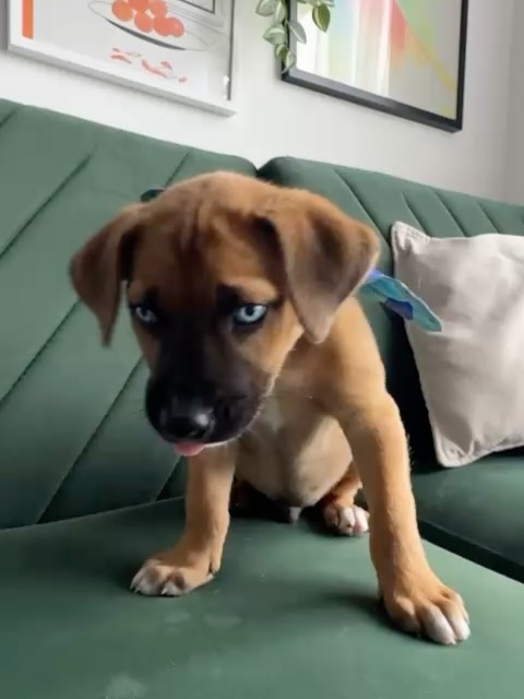 Adopta Zapatito, cachorro de tamaño mediano/grande en Bogotá 