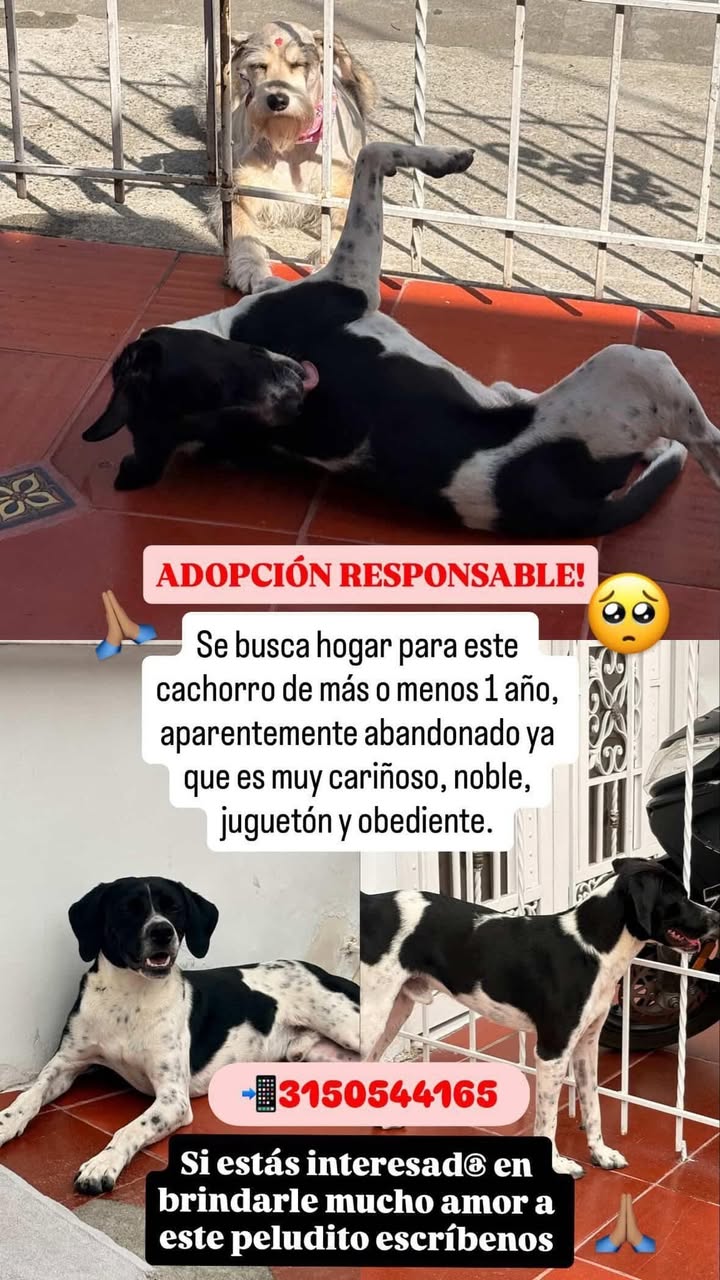 Cachorro en adopción en Tuluá, Valle 