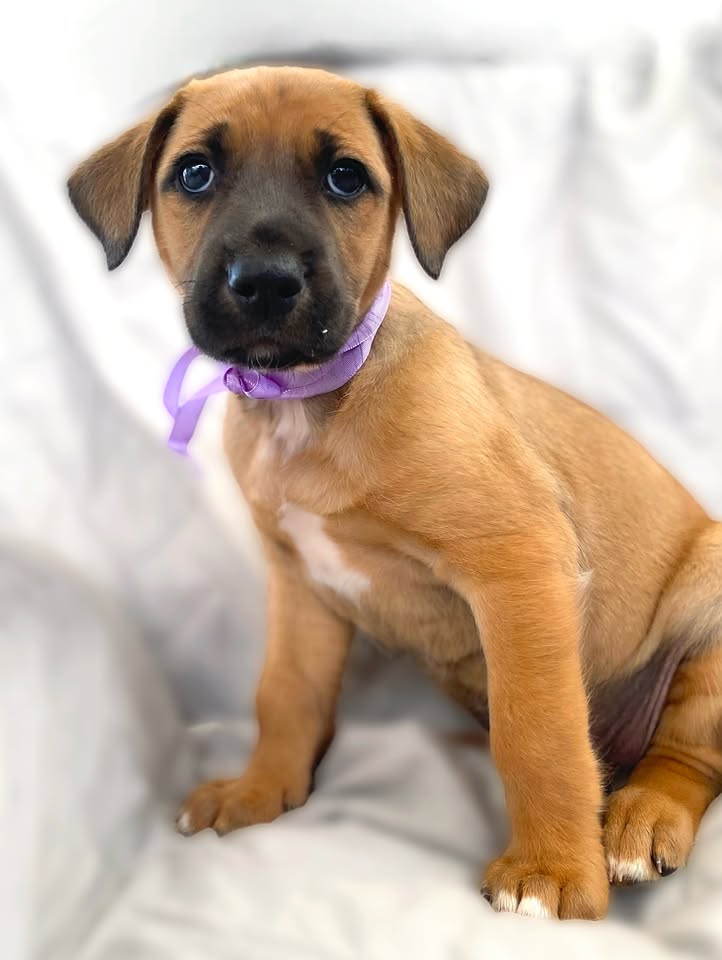 Botoncito de la montaña cachorro en adopción 
