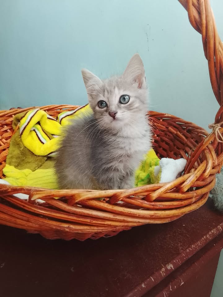 Gatita en adopción en Neira, Caldas 