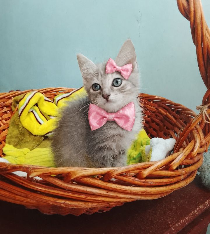 Gatita en adopción en Neira, Caldas 