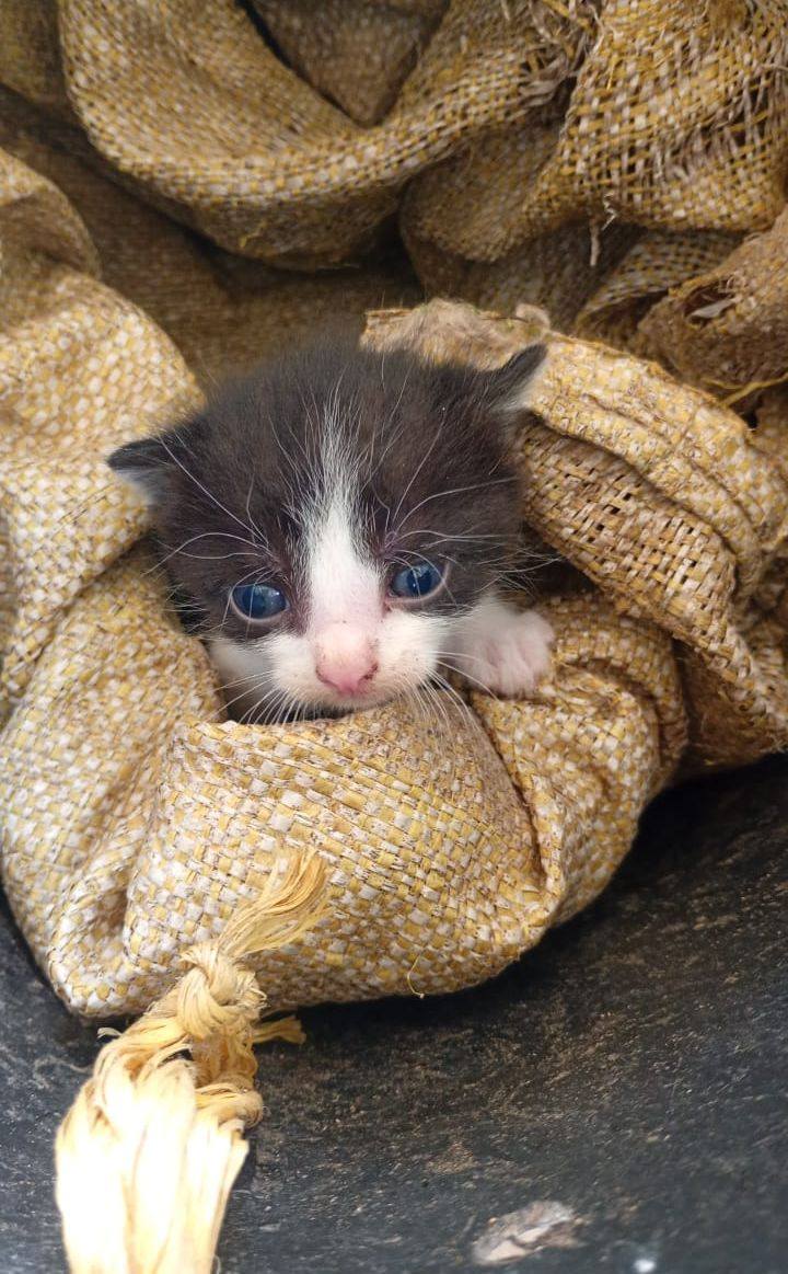 Gatito encontrado en Neira buscando hogar 