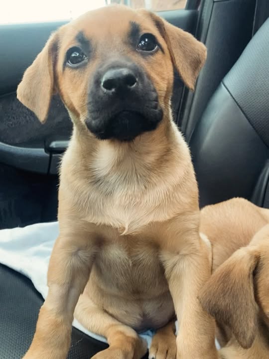 Adopta a Florecita, cachorrita dulce y tierna en Bogotá 