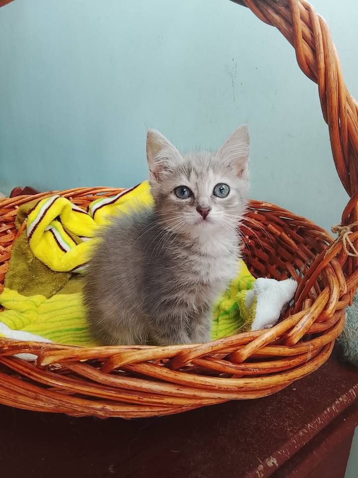 Gatita en adopción en Neira, Caldas 