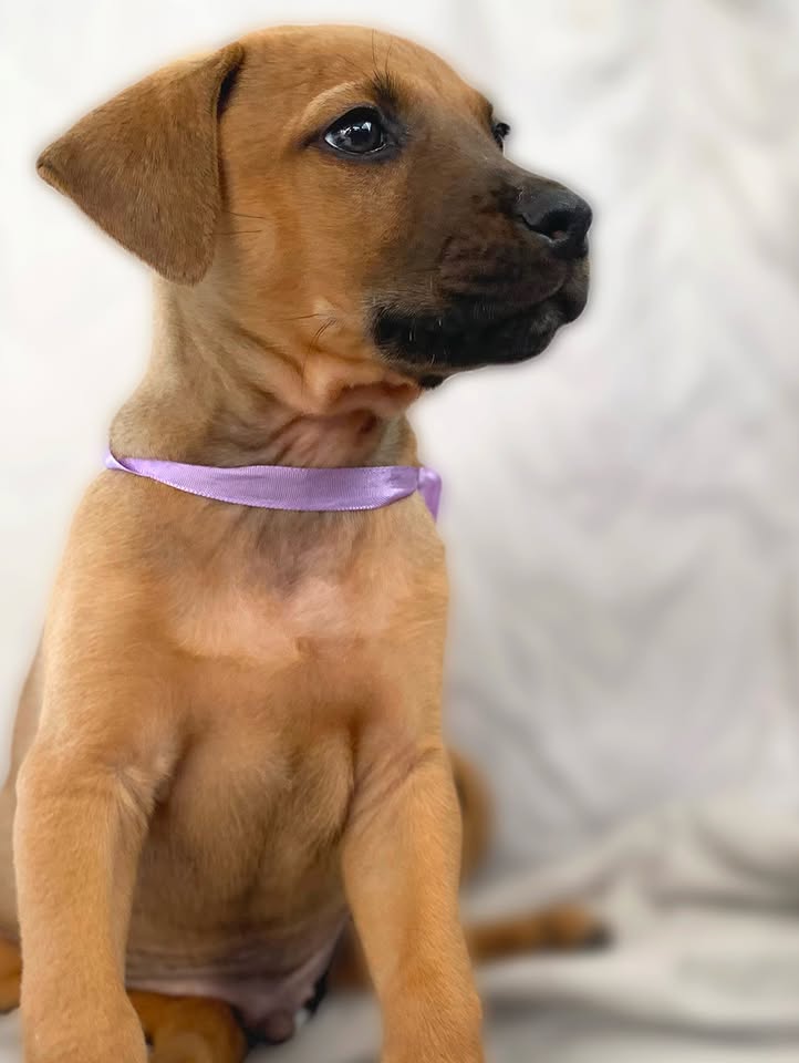 Cachorro juguetón y tierno en adopción en Bogotá 