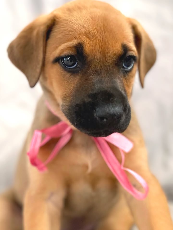 Adopta a Florecita, cachorrita dulce y tierna en Bogotá 