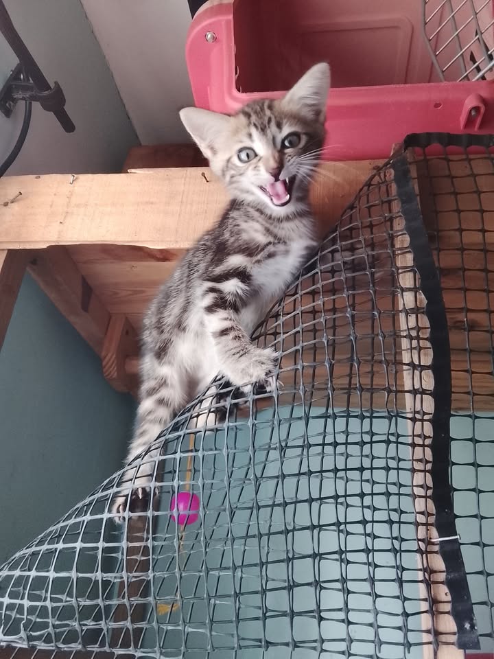 Gatito atigrado disponible en Neira, Caldas 