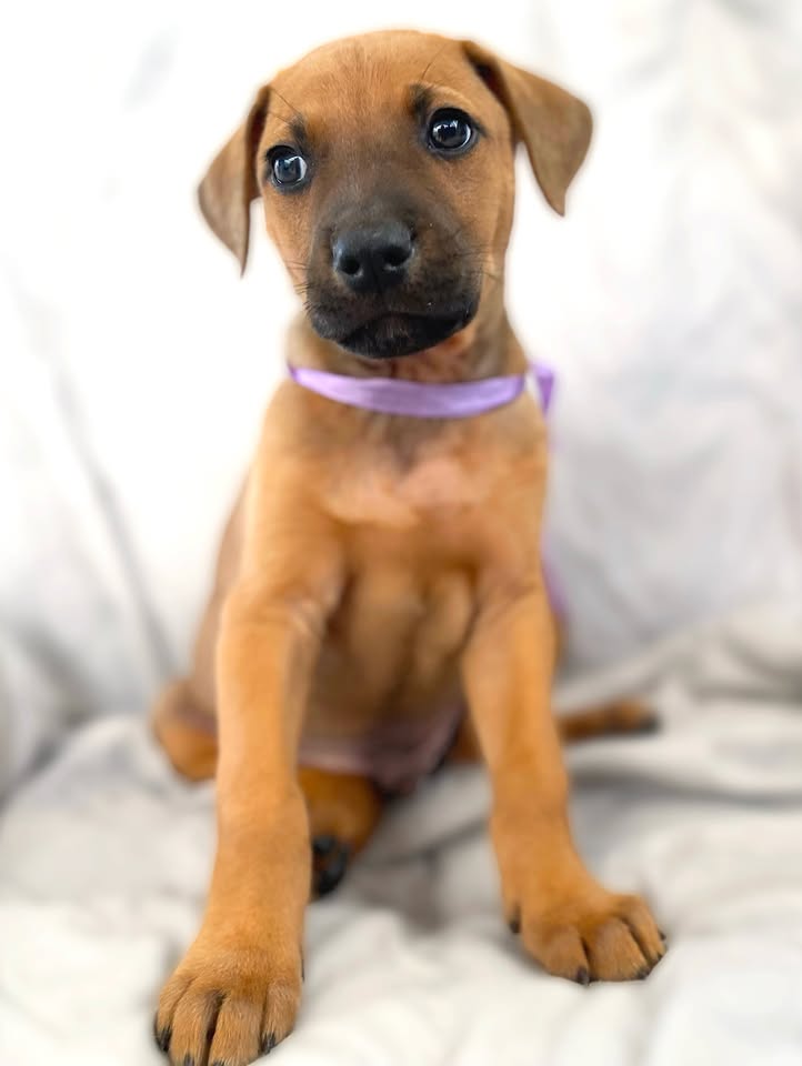 Cachorro juguetón y tierno en adopción en Bogotá 
