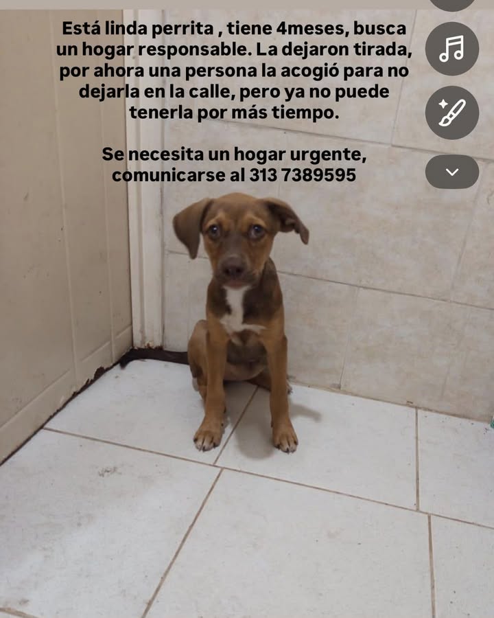 Cachorra mestiza en busca de un hogar responsable en Tuluá 