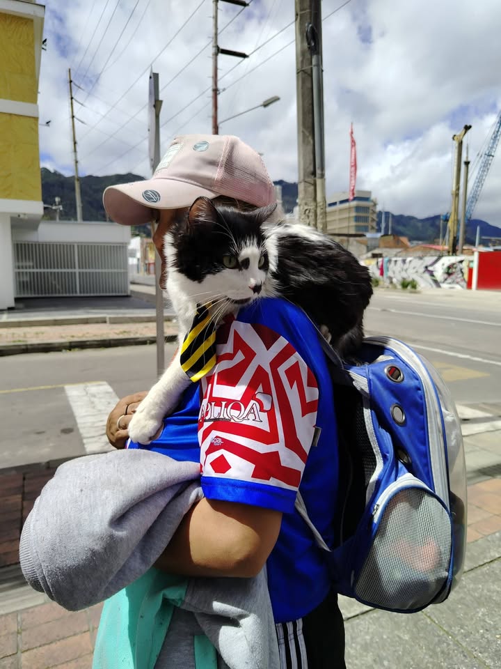 Proceso de Adopción Gatitos Felices en Bogotá 