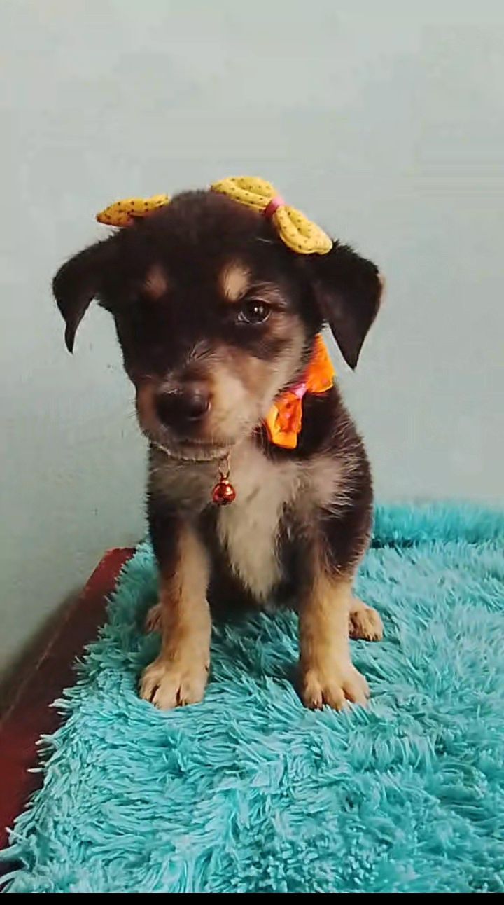 Perra Lobita en adopción en Neira, Caldas 