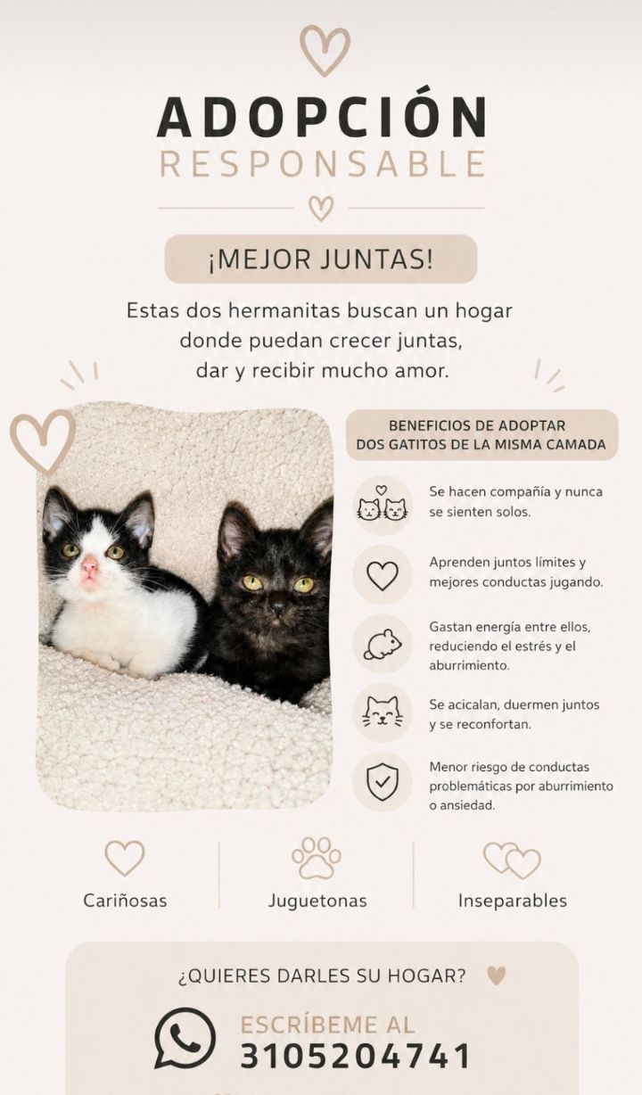 Adopción responsable de dos gatitas en Neira 